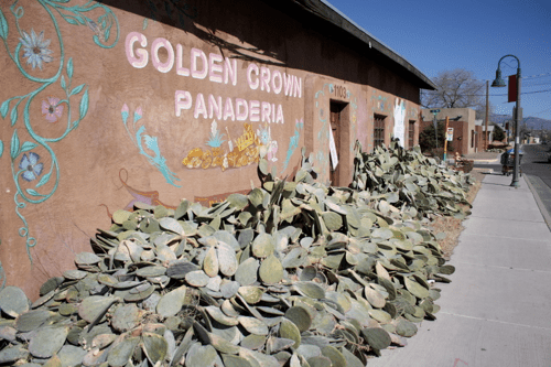 cactus affected by cold