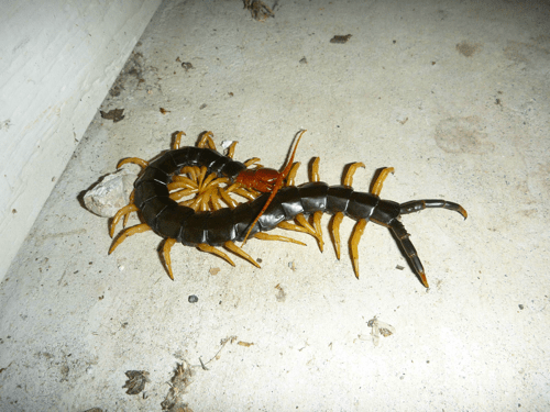 centipede