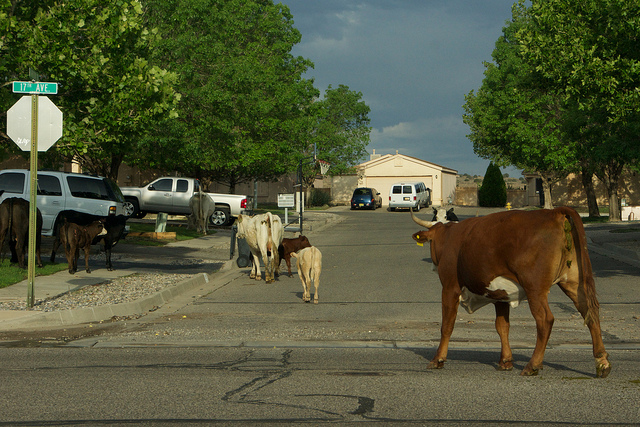 The cows in the North Hills subdivision Rio Rancho, NM by gregjsmith, on Flickr
